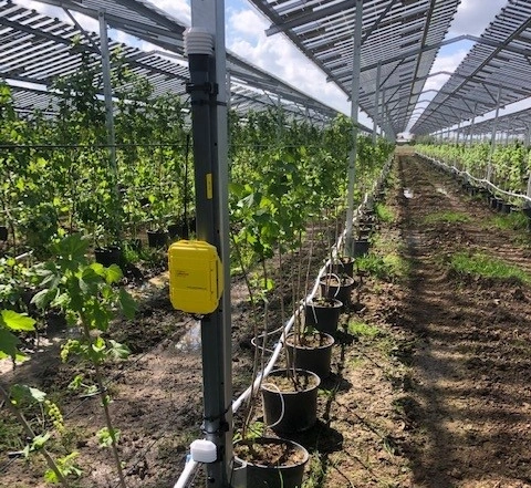 fieldguard-stations in Raspberry cultivation